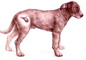 Urinary bladder in dogs